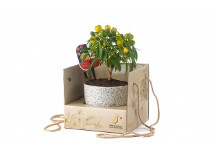 هدية - نباتات مزروعة جاهزة