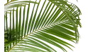 أريكا