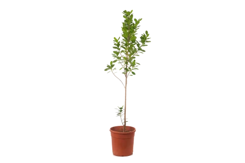 Ficus Moclame