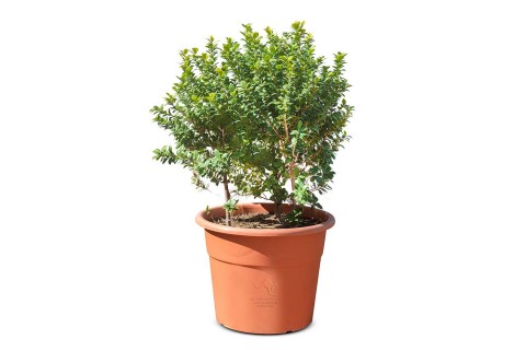 Ficus panda-Green