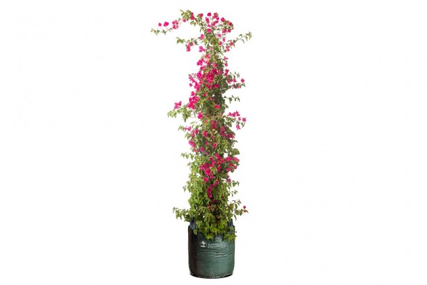 bougainvillea hybrid
