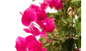  جهنمية لون وردي 