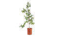 برتقال الحلو (ابو السره)