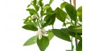برتقال الحلو (ابو السره)