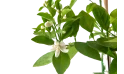 برتقال الحلو (ابو السره)