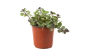 Mentha Piperta-peppermint