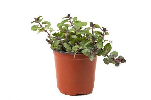 النعناع بيبيريتا ( الفلفلي)