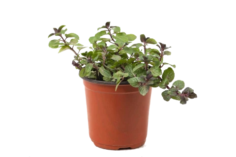 Mentha piperta-peppermint