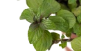 Mentha Piperta-peppermint