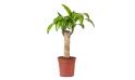 دراسينا ماسنجانا