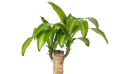 دراسينا ماسنجانا