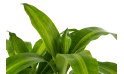 دراسينا ماسنجانا