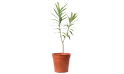 Nerium Oleander