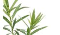 Nerium Oleander