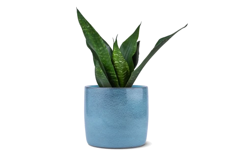 Ceramic Pot - Scheurich