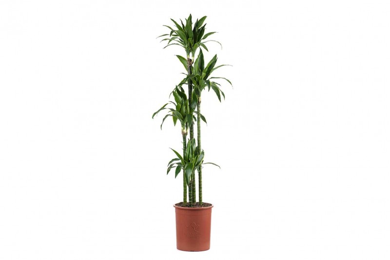 dracaena arturo