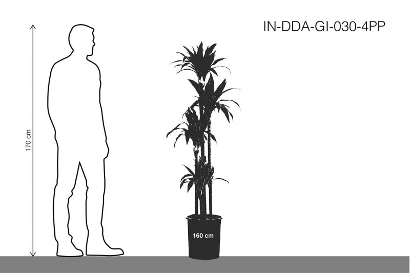 dracaena arturo