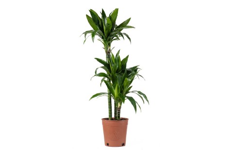 دراسينا ريجولار