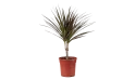 دراسينا مارجيناتا اجنتا (حمراء)