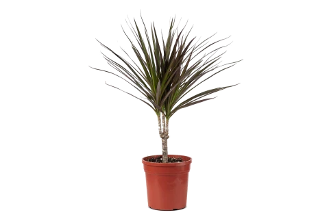 Dracaena Marginata Magenta Red