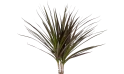 دراسينا مارجيناتا اجنتا (حمراء)