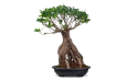 Ficus Microcarpa Ginseng Grafted