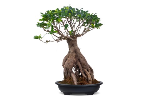 فيكس بونساي