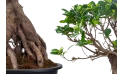 Ficus Microcarpa Ginseng Grafted