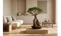 Ficus Microcarpa Ginseng Grafted