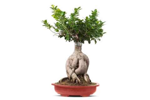 فيكس بونساي