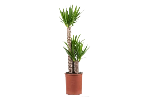 Yucca
