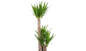 يوكا