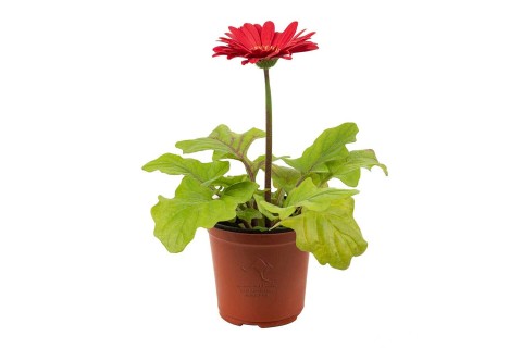 نبات جربيرا أحمر