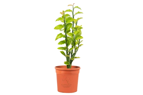 Euphorbia tithymaloides 