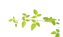 Jasminum Officinale