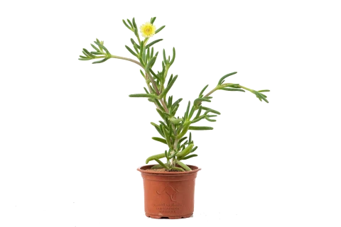 Carpobrotus Edulis-yellow
