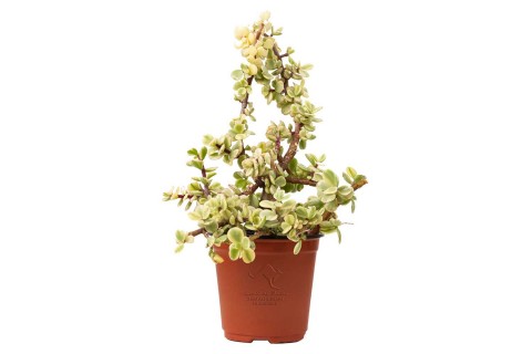 بورتولاكاريا