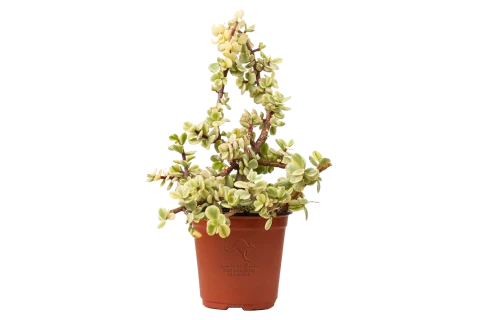 Portulacaria Afra Variegata (rainbow Bush)