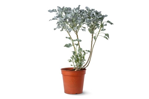 انسيليا  فارينوسا