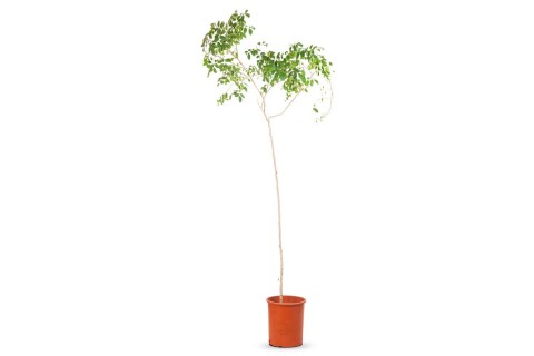 شجرة الفلفل البرازيلي