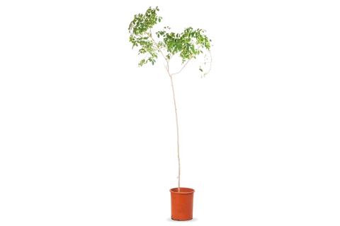 Schinus terebinthifolia