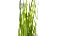  Artificial Plant 