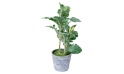 نبتة اصطناعية 