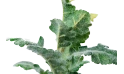 نبتة اصطناعية 