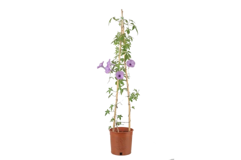 Ipomoea cairica