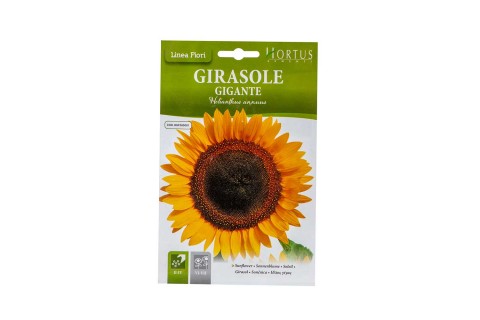 بذور دوار الشمس