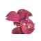 نبتة الكوليوس (السجاد) - أحمر 