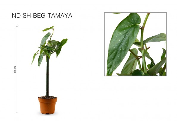 نبات بيجونيا تامايا