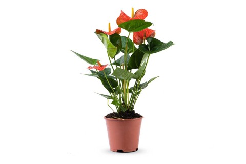 أنتوريم مختلط