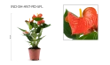 أنتوريم مختلط